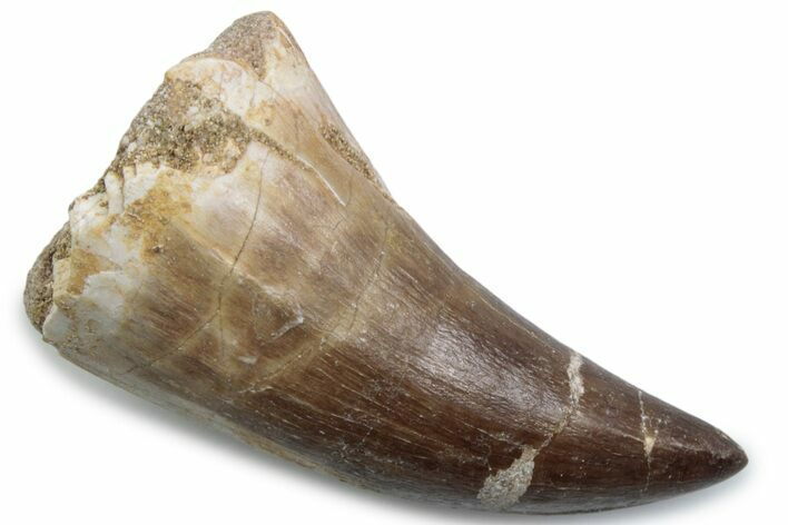 Fossil Mosasaur (Mosasaurus) Tooth - Morocco #384023